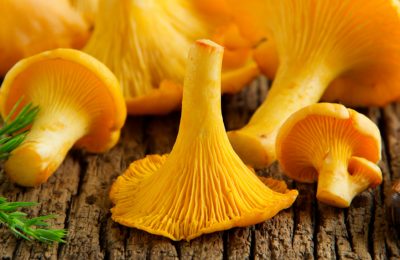 Mushrooms: wonders and delights of nature